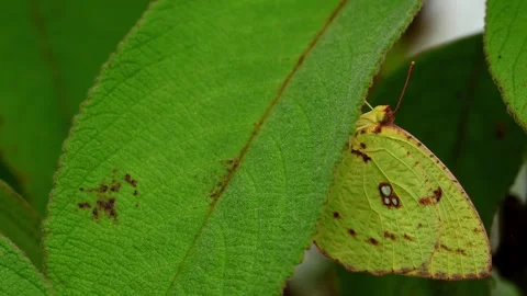Mottled emigrant butterfly perching on green leaf Stock Footage 346641577
