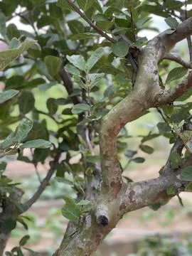 Mottled Exfoliating Bark Texture On Guava Tree Trunk And Branches Stock Photos