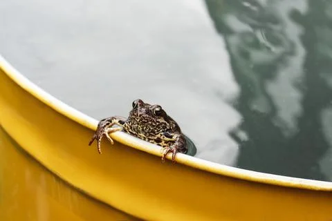 A mottled frog sits in a yellow barrel of water Stock Photos
