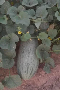 Mottled green melon maturing on the ground, surrounded by lush, 스톡 사진