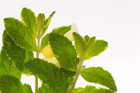 Mottled green mint Stock Photos