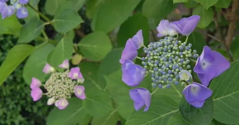 Mottled hydrangea in the garden Stock Footage 278661013