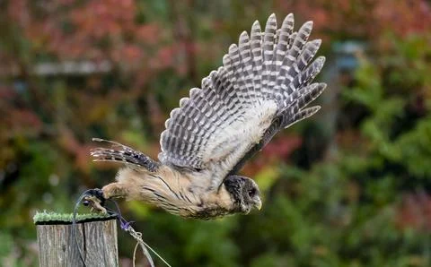 Mottled Owl (Strix virgata) flying at a bird show. Stock Photos