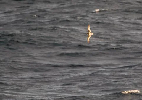 Mottled Petrel in flight Stock Photos