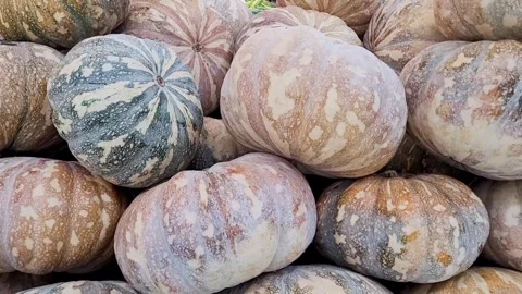 Mottled Pumpkins or Winter Squash Stock Footage 320145889