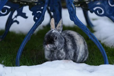 Mottled Rabbit Under Blue Bench Leg On Snowy Grass, Nottingham, England. Stock Photos