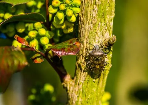 Mottled shield bug sitting on a tree branch, common insect from europe Stock Photos