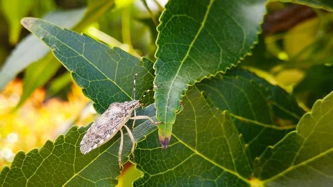 Mottled Shieldbug on Maple Leaves (Slow Motion) Stock Footage 115170022