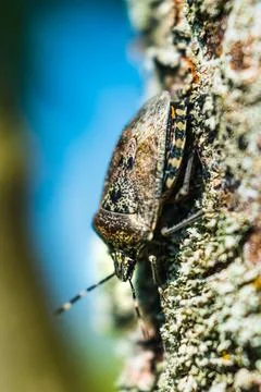 Mottled shieldbug on a tree, stink bug, rhaphigaster nebulosa Foto stock
