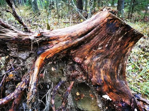 Mottled stump Stock Photos