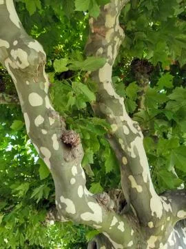 Mottled sycamore tree bark Stock Photos