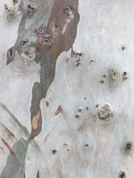 Mottled texture of plane tree Stock Photos