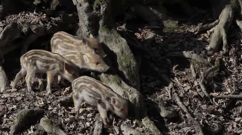 Mottled wild piglet comes to group of his brothers Stock Footage 48027358