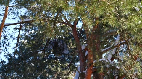 Mottled Woodpecker Hammers the Tree Stock Footage 172292453