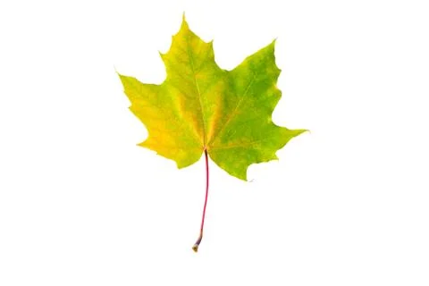 Mottled yellow fallen leaf Stock Photos