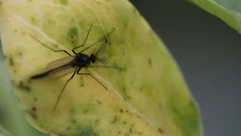 Mouche du terreau Video stock 90463975