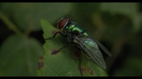 Mouche Stock Footage 281927213