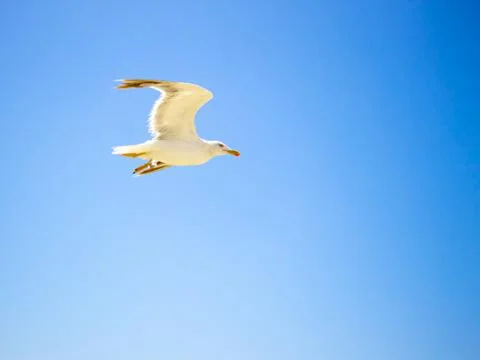 Mouette going right  Stock Photos