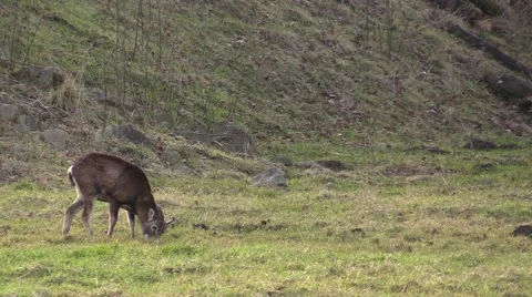 Moufflon in a zoo in Germany Stock Footage 47838650