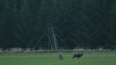 Mouflon couple walking in front of deer stand in slow motion Stock Footage 43247822