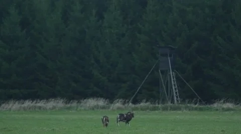 Mouflon couple walking by the tree stand Stock-Footage 43247820