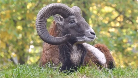 Mouflon Stock Footage 74420811