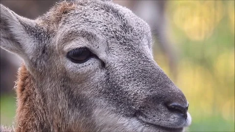 Mouflon Stock Footage 74421014