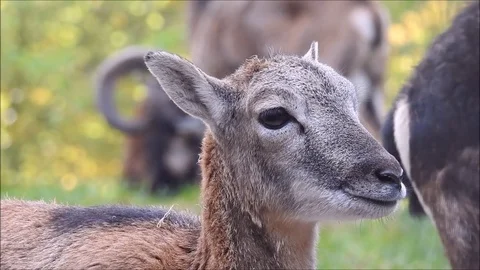 Mouflon Stock Footage 74421098