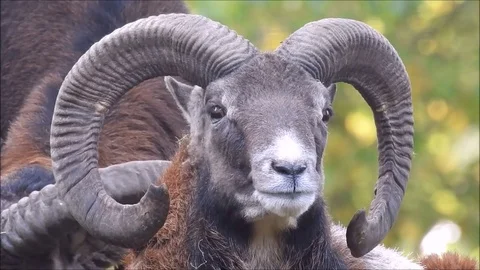 Mouflon Stock Footage 74421451