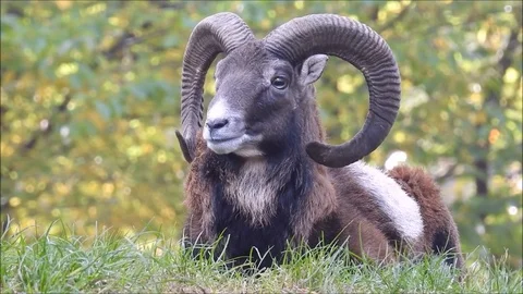 Mouflon Stock Footage 74421542