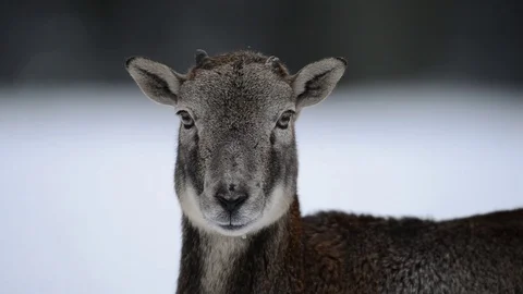 Mouflon look curious to the camera Stock Footage 75929997
