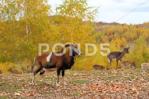 Mouflon male and fallow deers Stock Photos