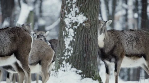 Mouflon (Ovis gmelini) Stock-Footage 221573317