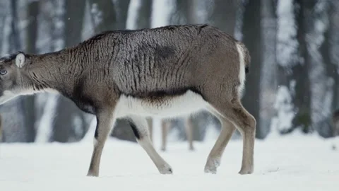 Mouflon (Ovis gmelini) Видео 221573425