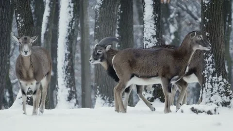Mouflon (Ovis gmelini) Video stock 221573529