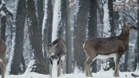 Mouflon (Ovis gmelini) Stock-Footage 221573595