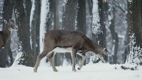 Mouflon (Ovis gmelini) Vidéo 221573649