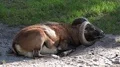 Mouflon (Ovis orientalis) close up lying resting on sunny sandy grassy ground 4k or 4k+ Resolution
