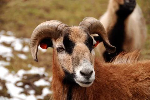 Mouflon Stock Photos