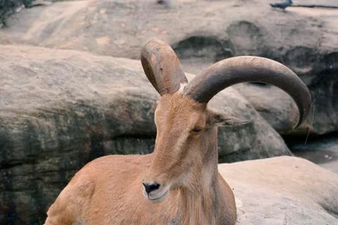 Mouflon Stock Photos