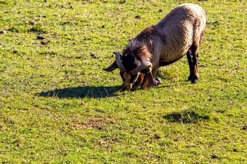 A mouflon ram bending down in the meadow Stock Photos