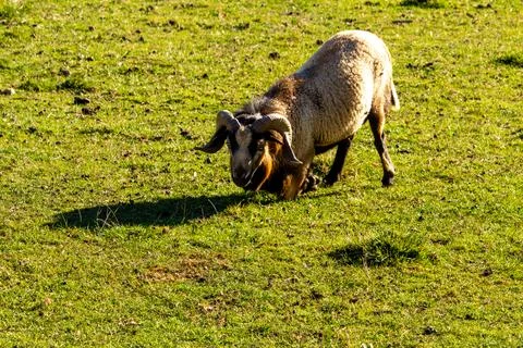 A mouflon ram bending down in the meadow Stock Photos