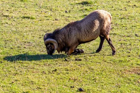 A mouflon ram bending down in the meadow Stock Photos