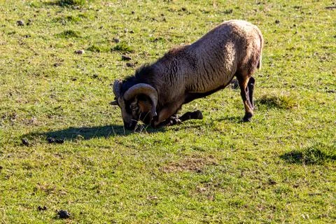 A mouflon ram bending down in the meadow Stock Photos