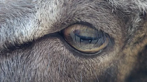 A Mouflon, ram eye  Stock Footage 292247878