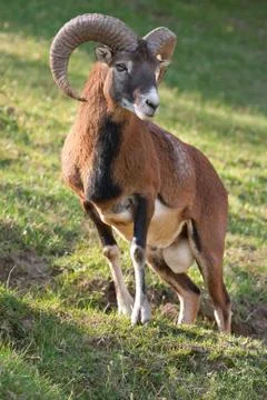 Mouflon ram 스톡 사진