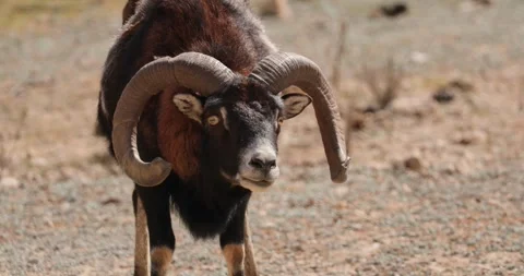 Mouflon standing motionless and looking at camera close-up, slow motion, 120 fps Stock Footage 251726966