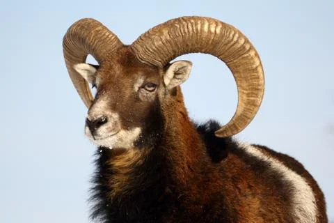 Mouflon trophy Stock Photos