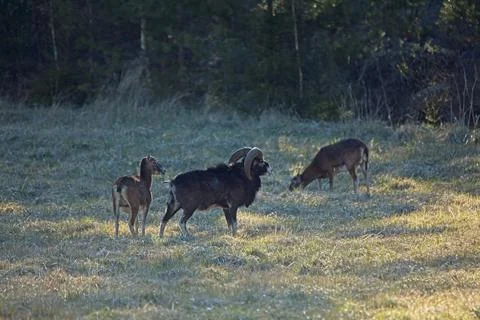 Mouflons in field. Stock Photos