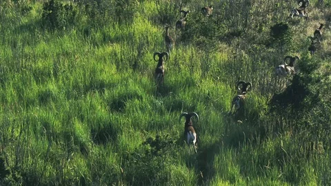 Mouflons. Small mountain sheep jumping between trees, drone shooting Stock Footage 121888310